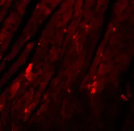 Anti-REEP3 antibody used in IHC (Paraffin sections) (IHC-P). GTX85210