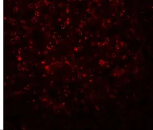 Anti-SLFN14 antibody used in IHC (Paraffin sections) (IHC-P). GTX85216