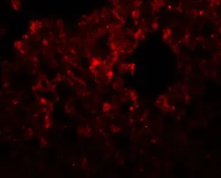 Anti-RHBDD3 antibody used in IHC (Paraffin sections) (IHC-P). GTX85218