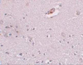 Anti-ZNF536 antibody used in IHC (Paraffin sections) (IHC-P). GTX85225