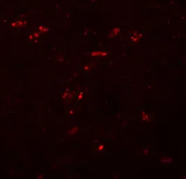 Anti-ZNF536 antibody used in IHC (Paraffin sections) (IHC-P). GTX85225