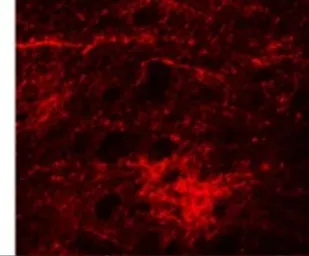 Anti-SIPA1L3 antibody used in IHC (Paraffin sections) (IHC-P). GTX85226