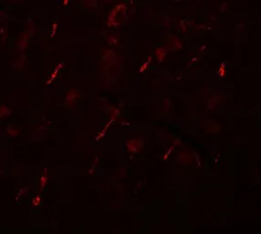 Anti-SIPA1L2 antibody used in IHC (Paraffin sections) (IHC-P). GTX85227