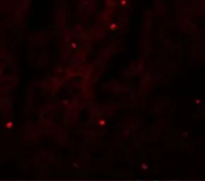 Anti-FAM59A antibody used in IHC (Paraffin sections) (IHC-P). GTX85231