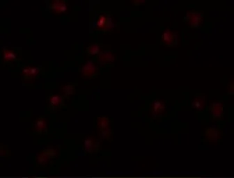 Anti-OCIAD2 antibody used in Immunocytochemistry/ Immunofluorescence (ICC/IF). GTX85232