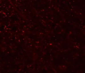 Anti-FRMPD3 antibody used in IHC (Paraffin sections) (IHC-P). GTX85235