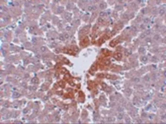 Anti-JMJD7 antibody used in IHC (Paraffin sections) (IHC-P). GTX85250