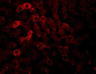 Anti-JMJD7 antibody used in IHC (Paraffin sections) (IHC-P). GTX85250