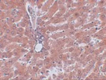 Anti-JMJD5 antibody used in IHC (Paraffin sections) (IHC-P). GTX85251