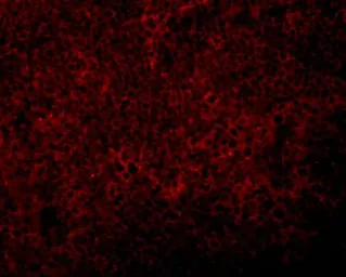 Anti-JMJD4 antibody used in IHC (Paraffin sections) (IHC-P). GTX85252