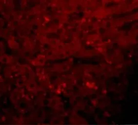 Anti-KDM3A antibody used in IHC (Paraffin sections) (IHC-P). GTX85253