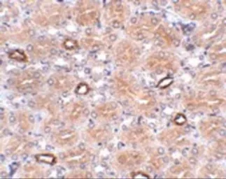 Anti-NOTUM antibody used in IHC (Paraffin sections) (IHC-P). GTX85260