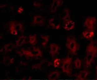 Anti-NOTUM antibody used in IHC (Paraffin sections) (IHC-P). GTX85260