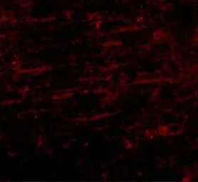 Anti-SCAMP4 antibody used in IHC (Paraffin sections) (IHC-P). GTX85261