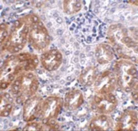 Anti-LIAR antibody used in IHC (Paraffin sections) (IHC-P). GTX85269