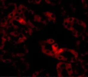 Anti-LIAR antibody used in IHC (Paraffin sections) (IHC-P). GTX85269