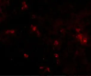Anti-SYPL2 antibody used in Immunocytochemistry/ Immunofluorescence (ICC/IF). GTX85272