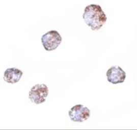 Anti-RGS21 antibody used in Immunocytochemistry/ Immunofluorescence (ICC/IF). GTX85280