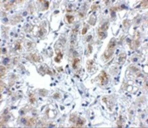 Anti-Siglec11 antibody used in IHC (Paraffin sections) (IHC-P). GTX85285