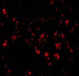 Anti-Siglec11 antibody used in IHC (Paraffin sections) (IHC-P). GTX85285