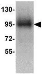 Anti-Siglec11 antibody used in Western Blot (WB). GTX85285