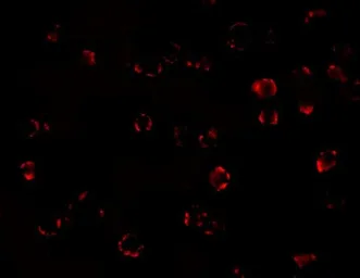 Anti-MATN3 antibody used in Immunocytochemistry/ Immunofluorescence (ICC/IF). GTX85286