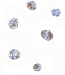 Anti-MATN3 antibody used in Immunocytochemistry/ Immunofluorescence (ICC/IF). GTX85288