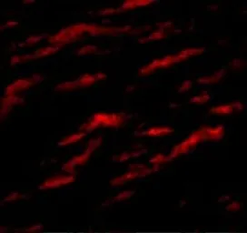 Anti-MATN1 antibody used in IHC (Paraffin sections) (IHC-P). GTX85289