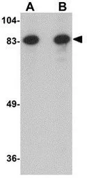 Anti-Bora antibody used in Western Blot (WB). GTX85293