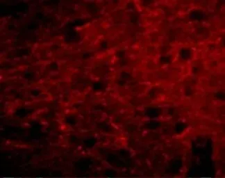 Anti-Bora antibody used in IHC (Paraffin sections) (IHC-P). GTX85293