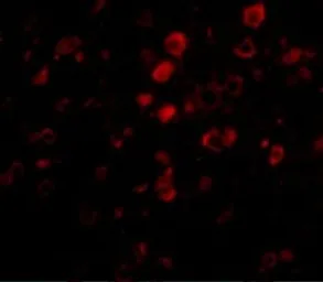 Anti-Bora antibody used in IHC (Paraffin sections) (IHC-P). GTX85297