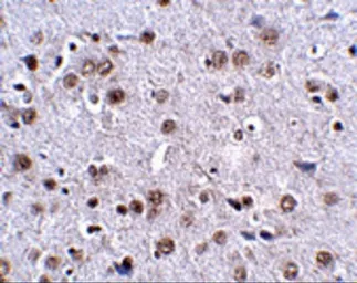 Anti-LRFN4 antibody used in IHC (Paraffin sections) (IHC-P). GTX85341
