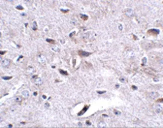 Anti-LRFN3 antibody used in IHC (Paraffin sections) (IHC-P). GTX85343