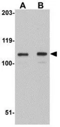 Anti-LRFN3 antibody used in Western Blot (WB). GTX85343