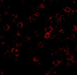 Anti-LRFN2 antibody used in IHC (Paraffin sections) (IHC-P). GTX85344