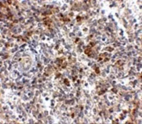 Anti-OCC1 antibody used in IHC (Paraffin sections) (IHC-P). GTX85350