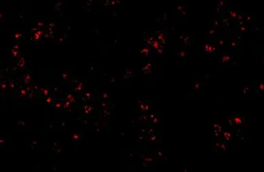 Anti-OCC1 antibody used in IHC (Paraffin sections) (IHC-P). GTX85350