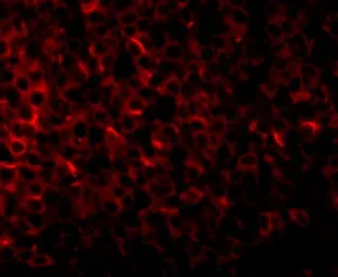 Anti-PIG-Y antibody used in IHC (Paraffin sections) (IHC-P). GTX85355