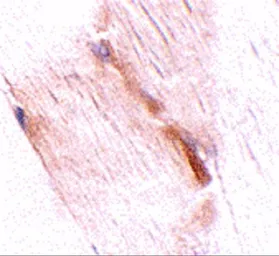 Anti-GBAS antibody used in IHC (Paraffin sections) (IHC-P). GTX85356