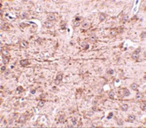 Anti-ZBTB1 antibody used in IHC (Paraffin sections) (IHC-P). GTX85357