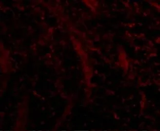 Anti-TOM70 antibody used in IHC (Paraffin sections) (IHC-P). GTX85358
