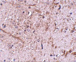 Anti-TOM70 antibody used in IHC (Paraffin sections) (IHC-P). GTX85358