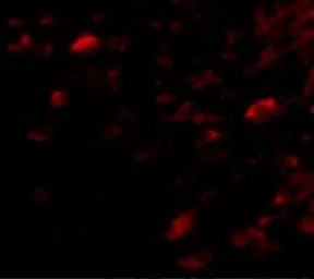 Anti-NIPSNAP3A antibody used in IHC (Paraffin sections) (IHC-P). GTX85359