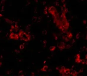 Anti-TRIM30 antibody used in IHC (Paraffin sections) (IHC-P). GTX85385