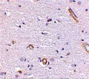 Anti-Syntaphilin antibody used in IHC (Paraffin sections) (IHC-P). GTX85393