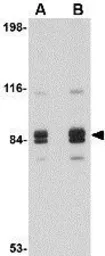 Anti-Syntaphilin antibody used in Western Blot (WB). GTX85393