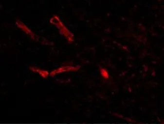 Anti-Syntaphilin antibody used in IHC (Paraffin sections) (IHC-P). GTX85393