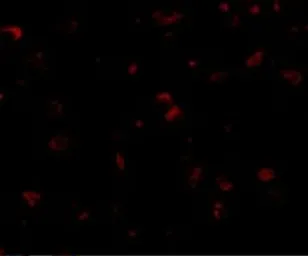 Anti-DLGAP1 antibody used in IHC (Paraffin sections) (IHC-P). GTX85396