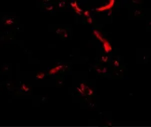 Anti-Syntaphilin antibody used in IHC (Paraffin sections) (IHC-P). GTX85397