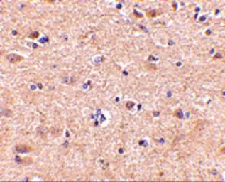 Anti-VGF antibody used in IHC (Paraffin sections) (IHC-P). GTX85398
